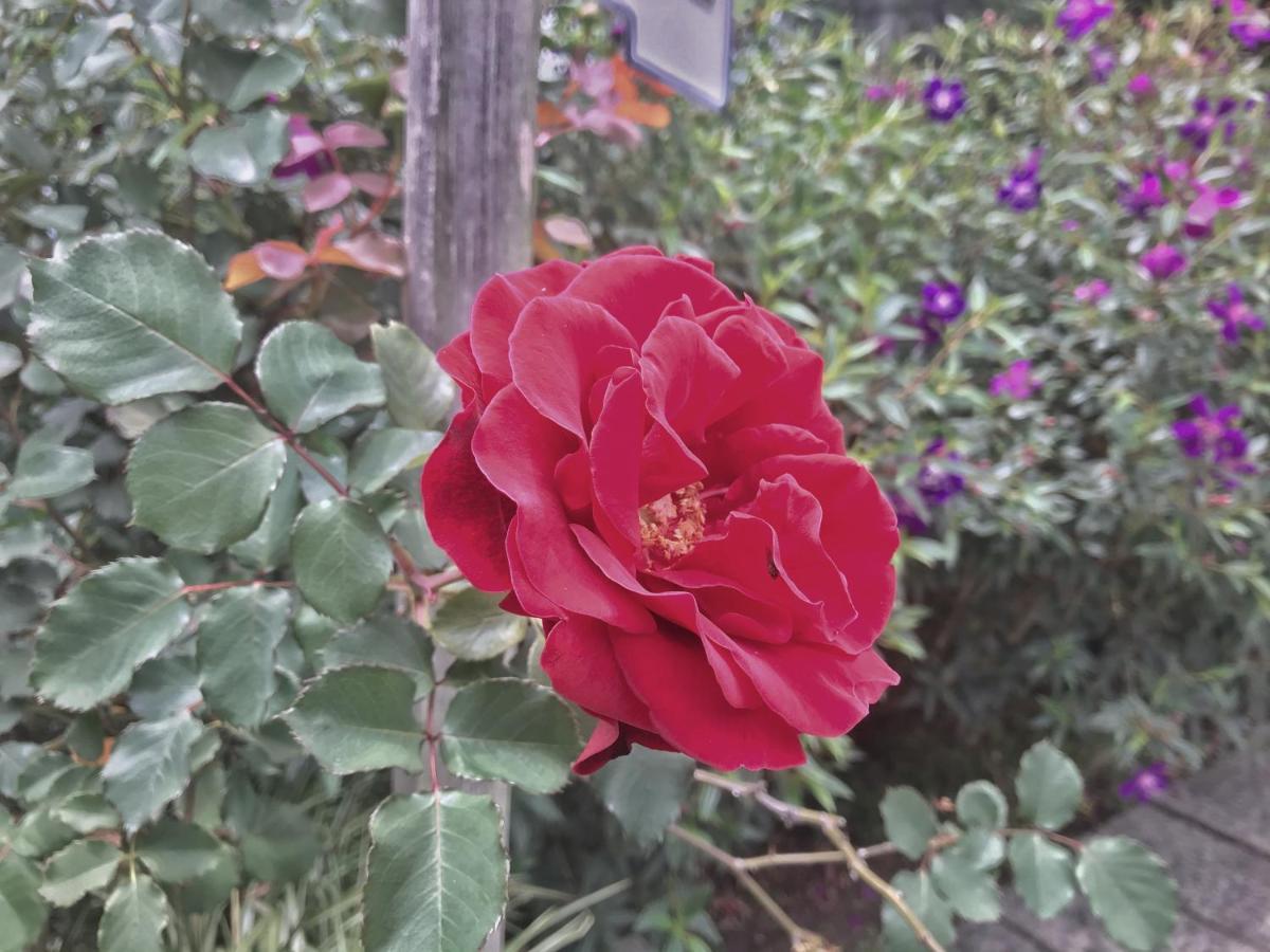 Tian Hsiang Tea B&B Ren’ai Zewnętrze zdjęcie